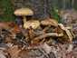 Tüskés tőkegomba (Pholiota squarrosa), Budai-hegység